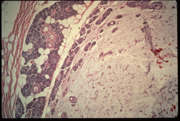 cellular microscopic image