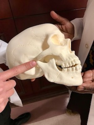 Dr. Nora Odingo and Dr. David Lam Highlight TMJ on Skull